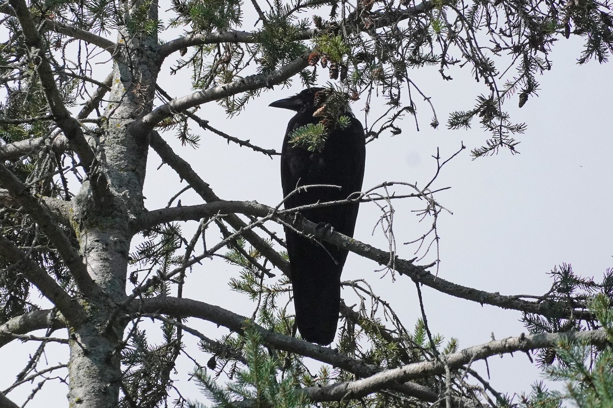 American Crow - ML480349391
