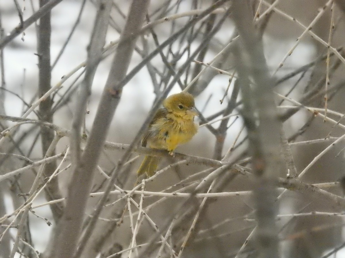 Summer Tanager - ML48034951