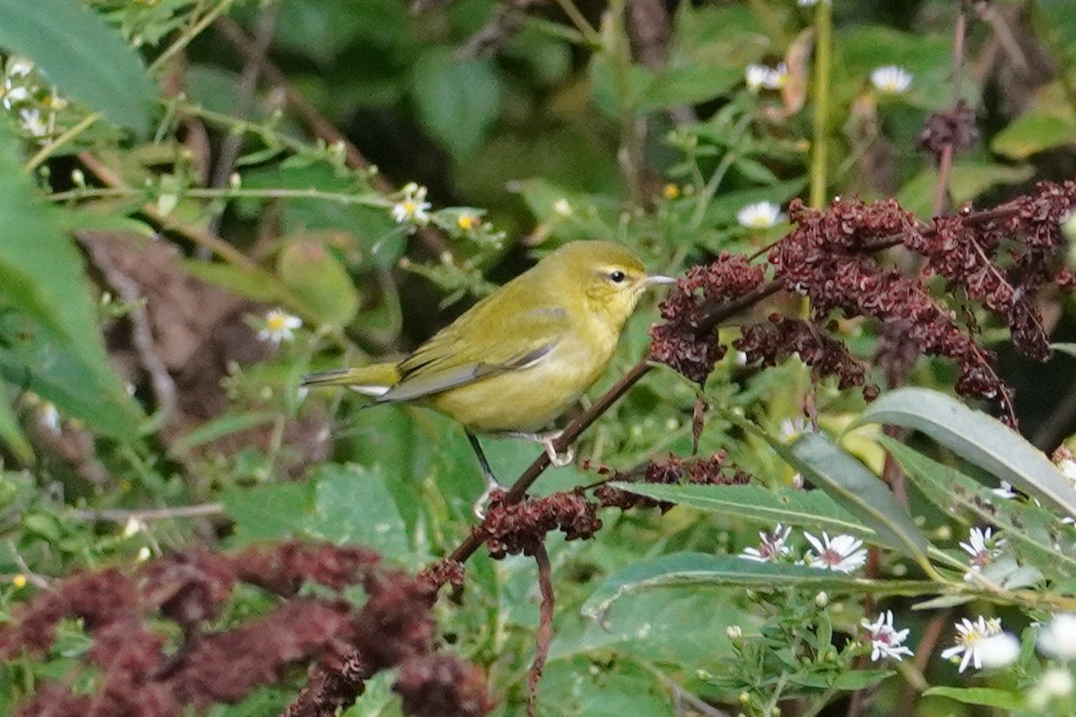 Tennessee Warbler - ML480349701