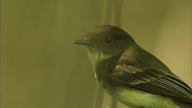 Eastern Phoebe - ML480350