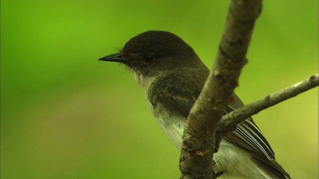 Eastern Phoebe - ML480351