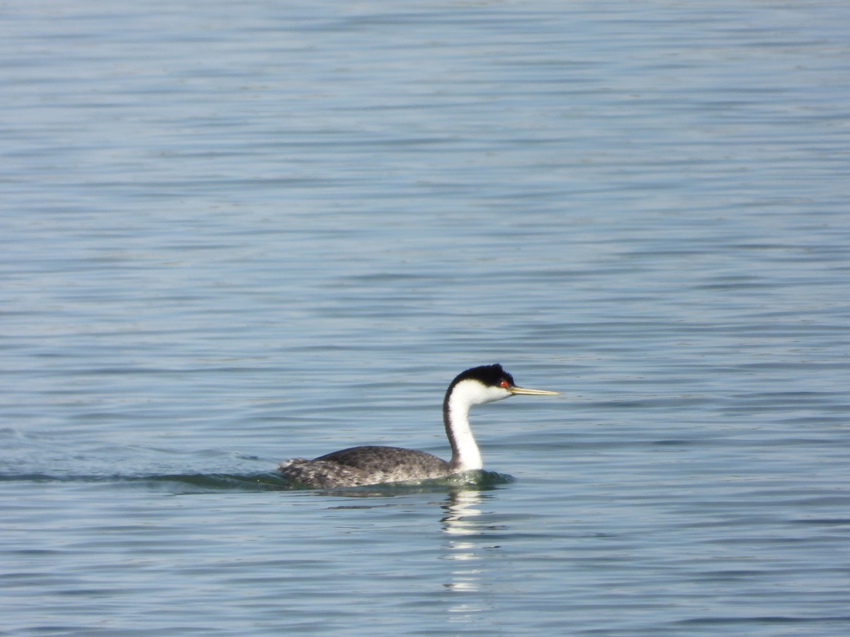 Western Grebe - ML480351081