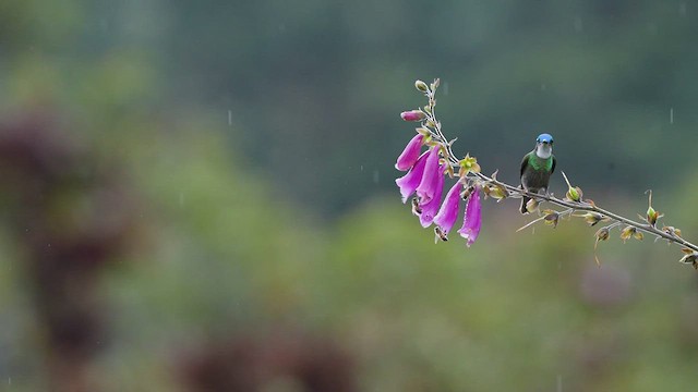 Colibrí Ventricastaño - ML480351461