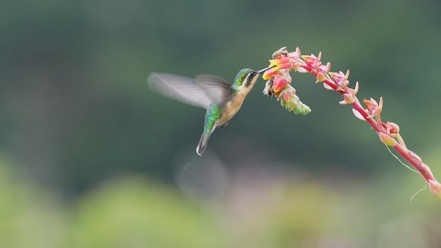 kolibřík pokřovní - ML480351471