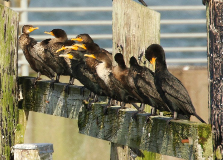 Double-crested Cormorant - ML48035201