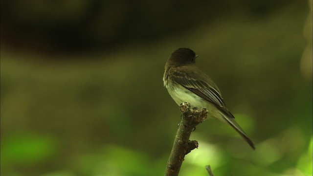 Eastern Phoebe - ML480353