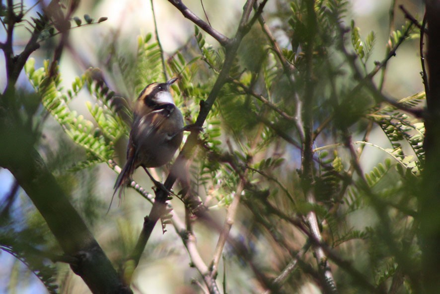 Thorn-tailed Rayadito - Loreto Cooper