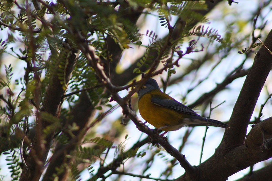 Gray-hooded Sierra Finch - ML480355871