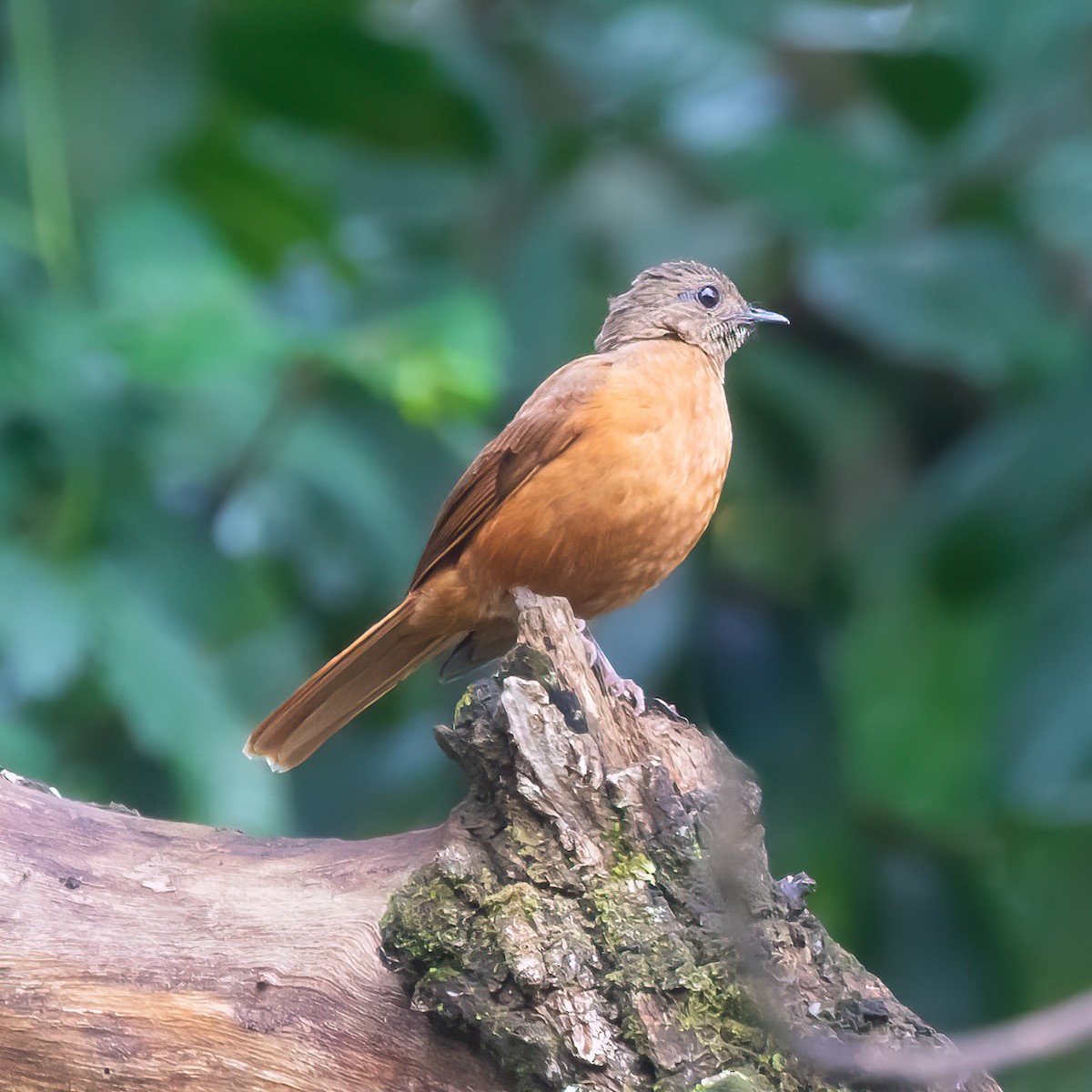 Rufous Flycatcher-Thrush - ML480355951