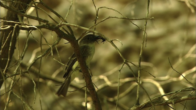 Eastern Phoebe - ML480356