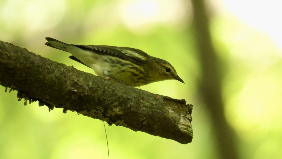 Cape May Warbler - ML480356031