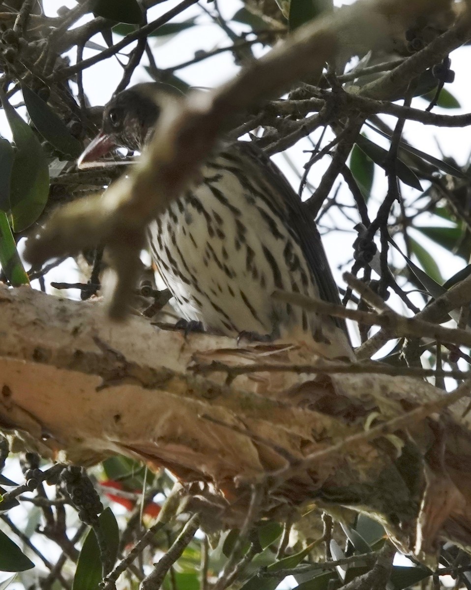 Olive-backed Oriole - ML480356081