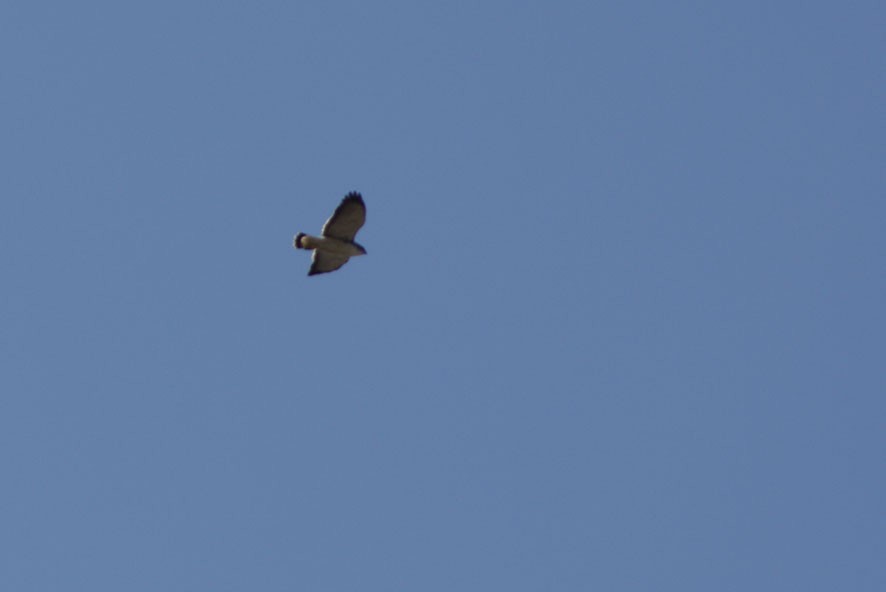 Variable Hawk - Loreto Cooper