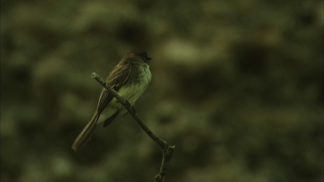 Eastern Phoebe - ML480357