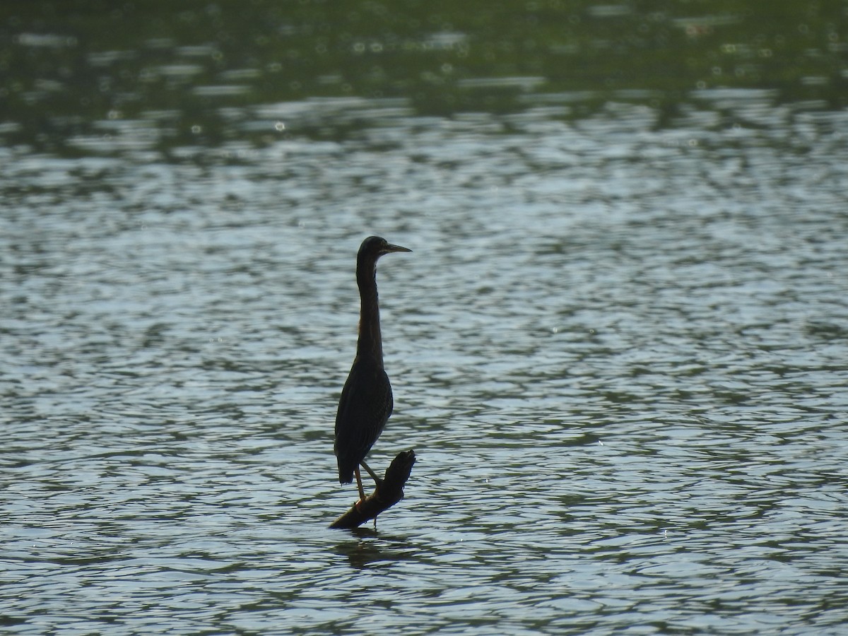 Green Heron - ML480358161