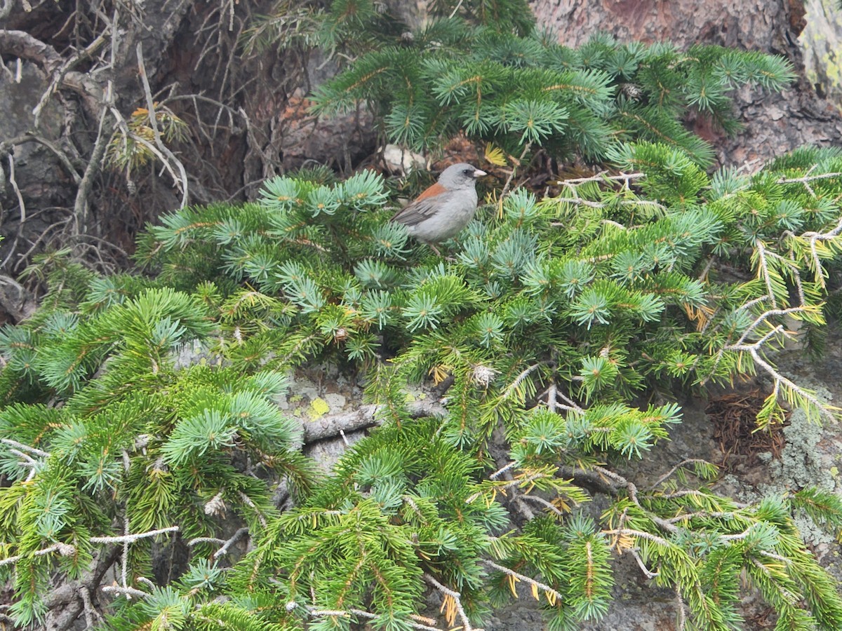 Dark-eyed Junco - ML480358491