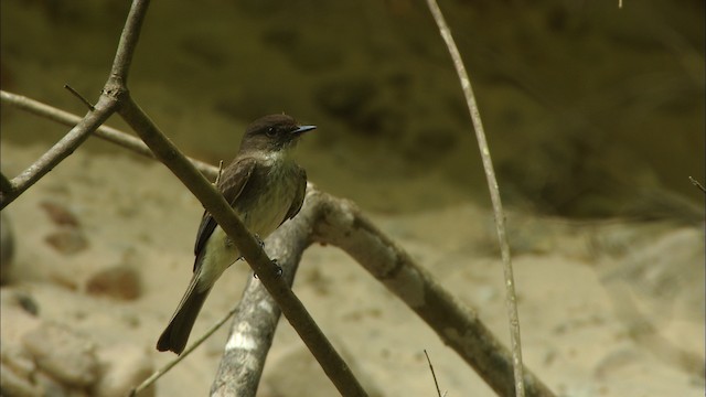 Eastern Phoebe - ML480359