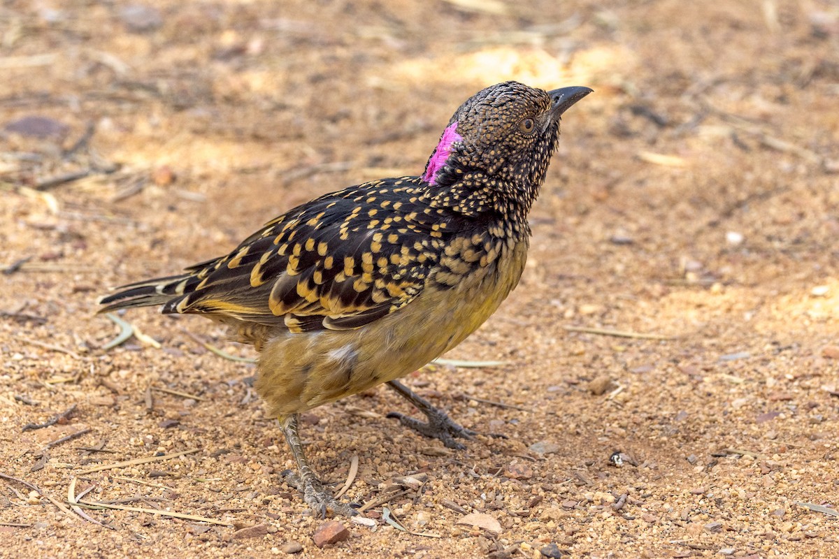 Western Bowerbird - ML480361021