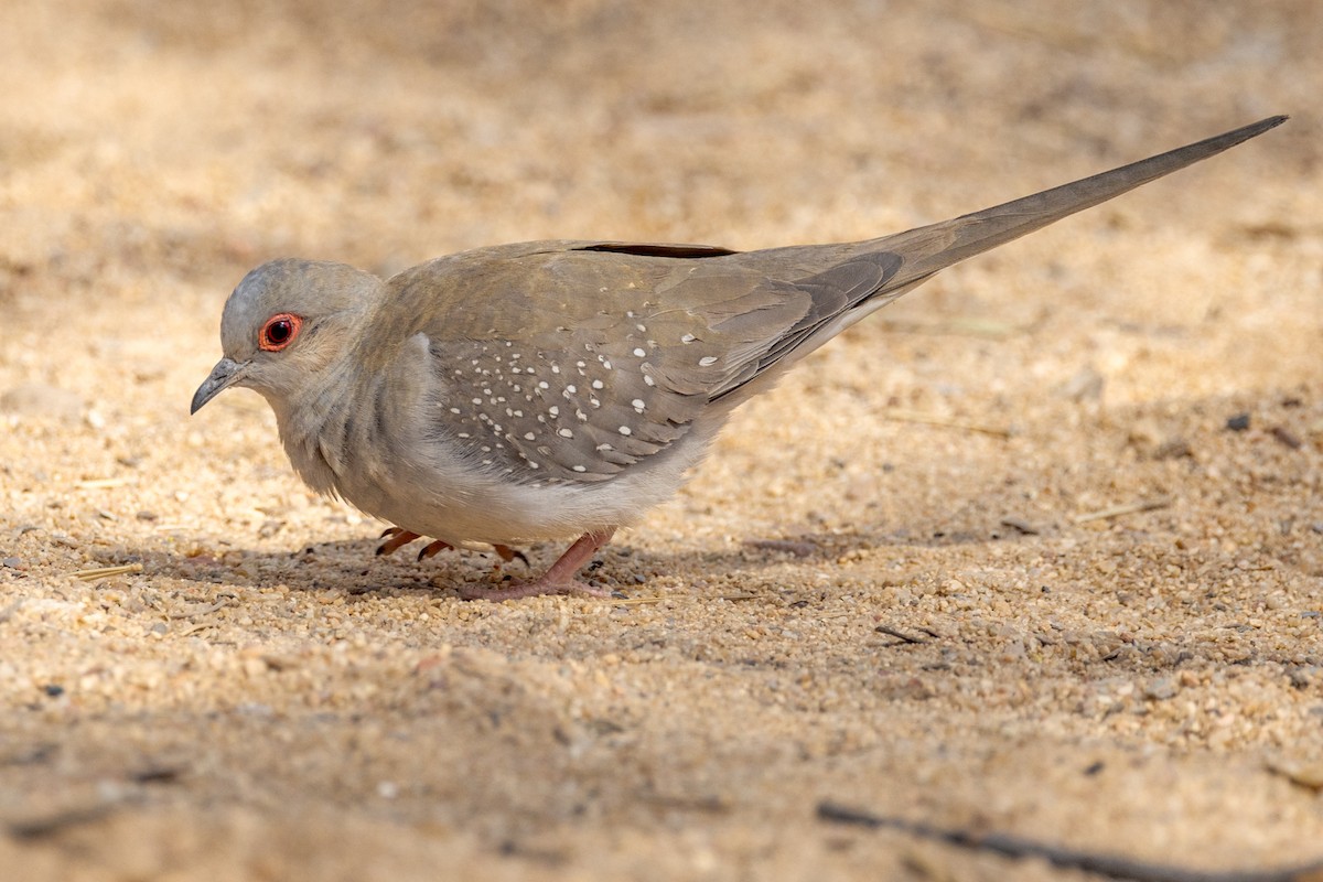 Diamond Dove - ML480361081