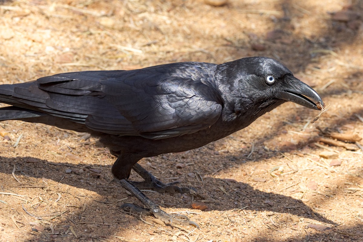 Torresian Crow - ML480361261