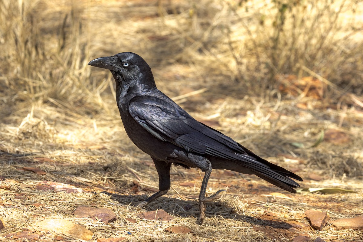 Torresian Crow - ML480361271