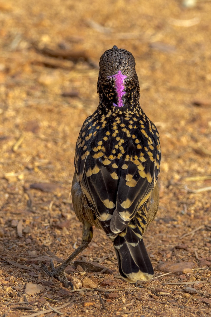 Western Bowerbird - Imogen Warren