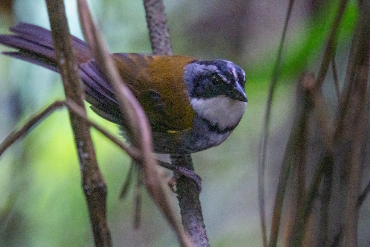 Perija Brushfinch - ML480361921