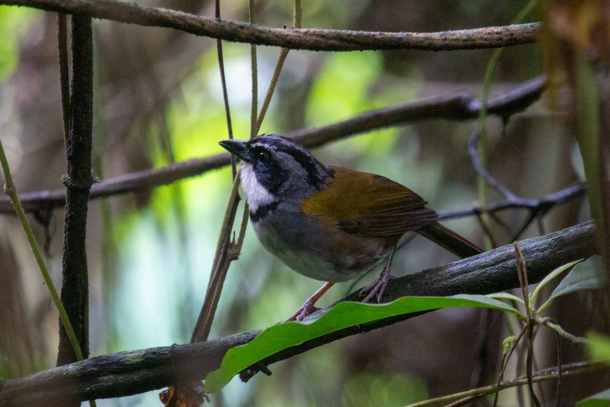 Perija Brushfinch - ML480361931