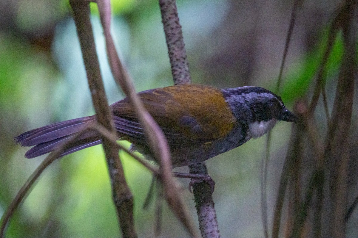 Perija Brushfinch - ML480361941