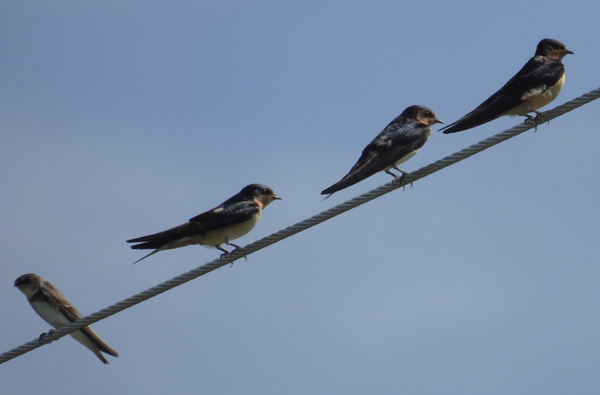 Barn Swallow - ML480362431