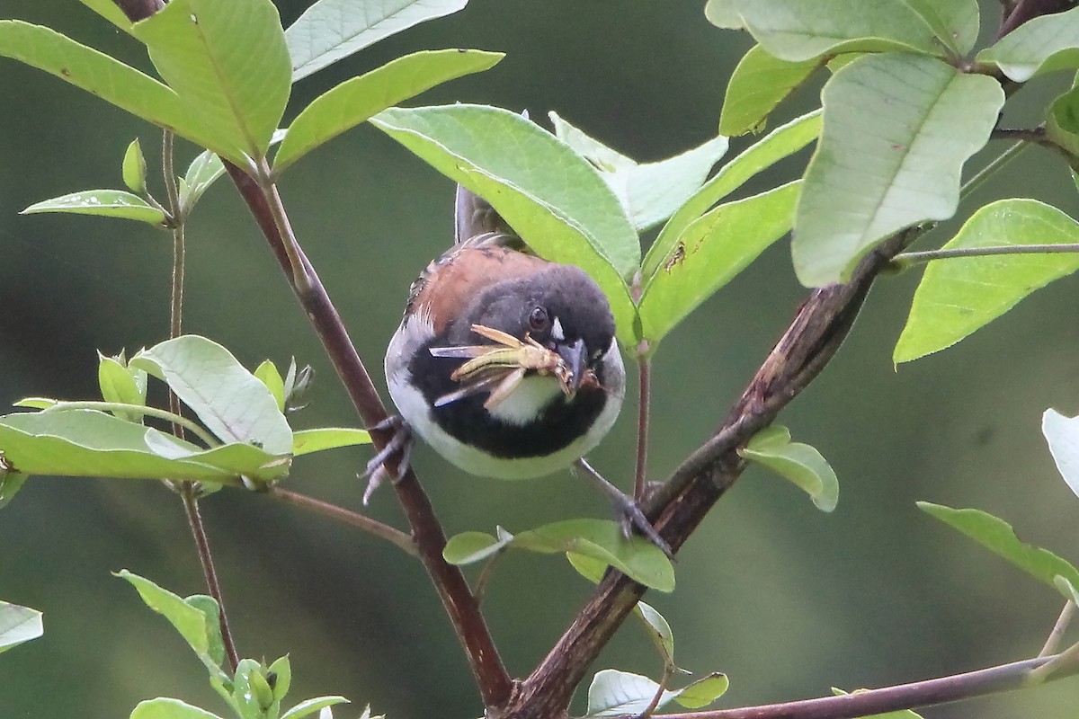 Black-chested Sparrow - Paul Lewis