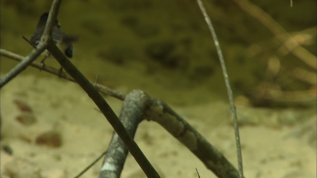 Eastern Phoebe - ML480366