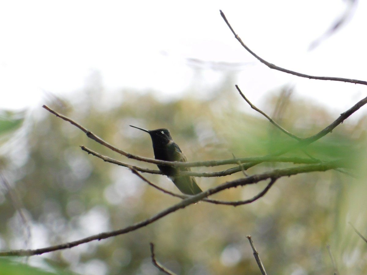 Colibrí Magnífico - ML480367021