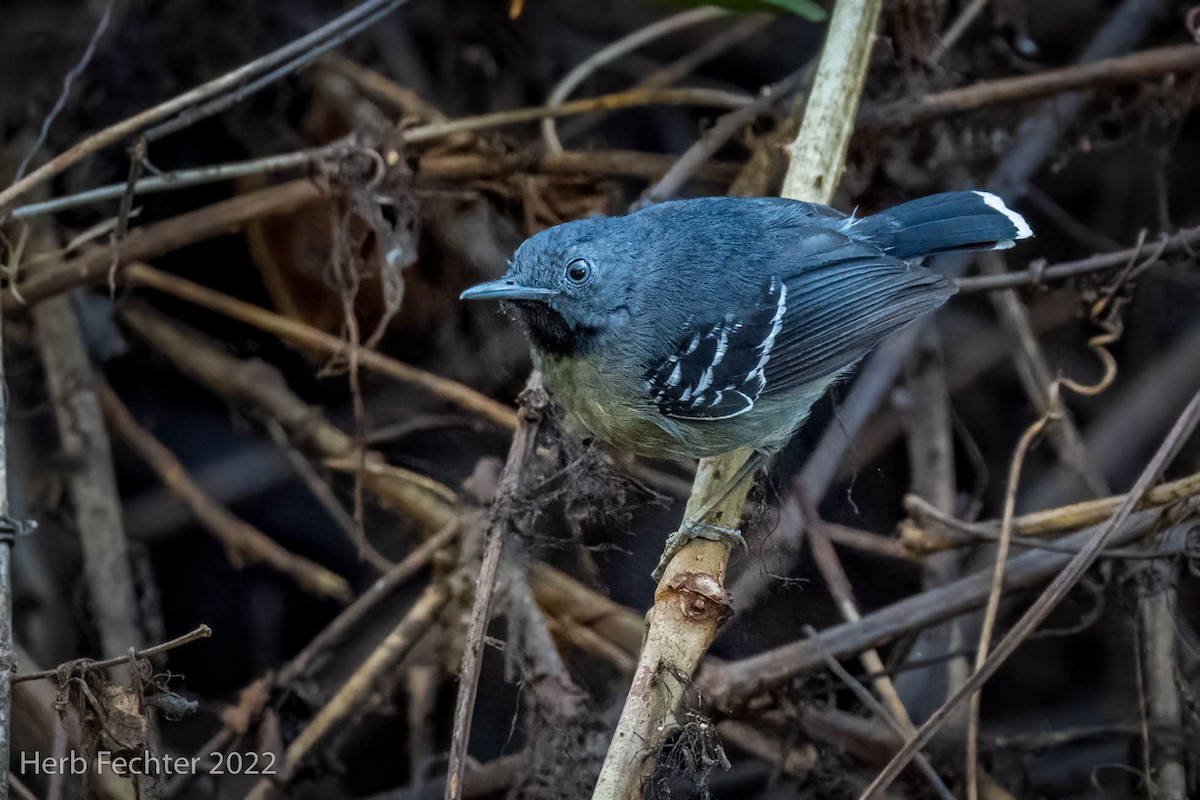 Band-tailed Antbird - ML480367571