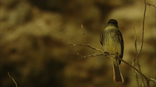 Eastern Phoebe - ML480368