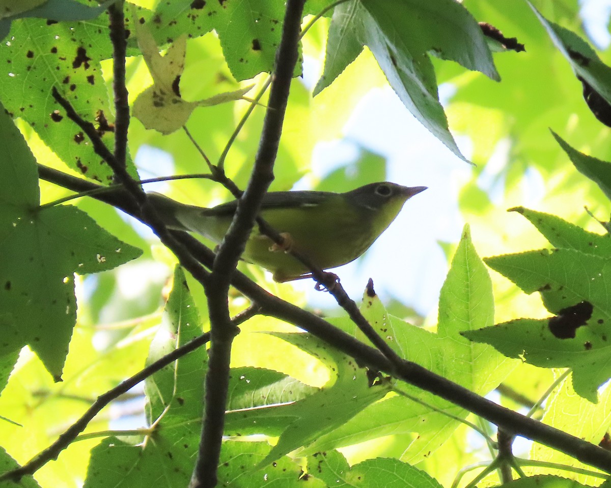 Canada Warbler - ML480368321