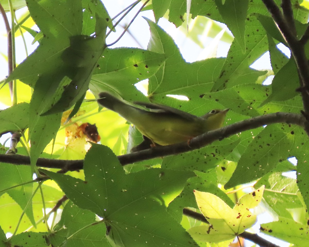 Canada Warbler - ML480368331