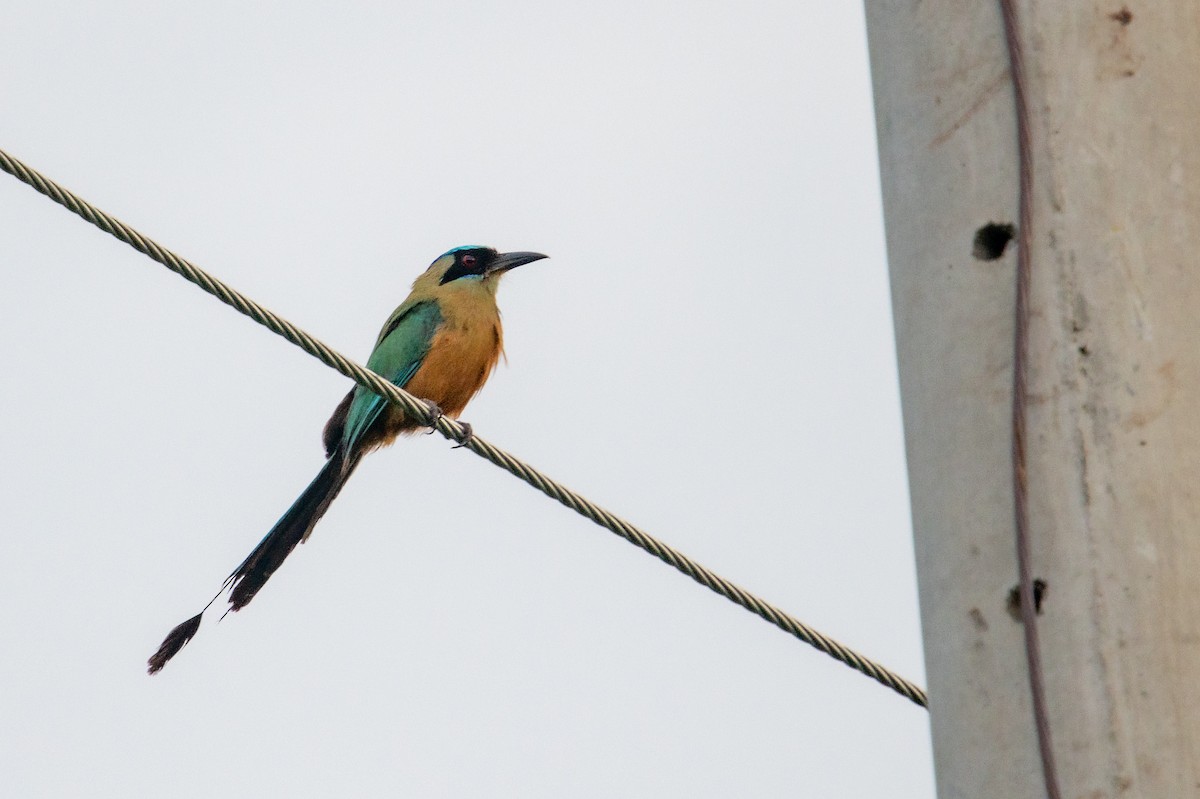 Motmot caraïbe - ML480368541