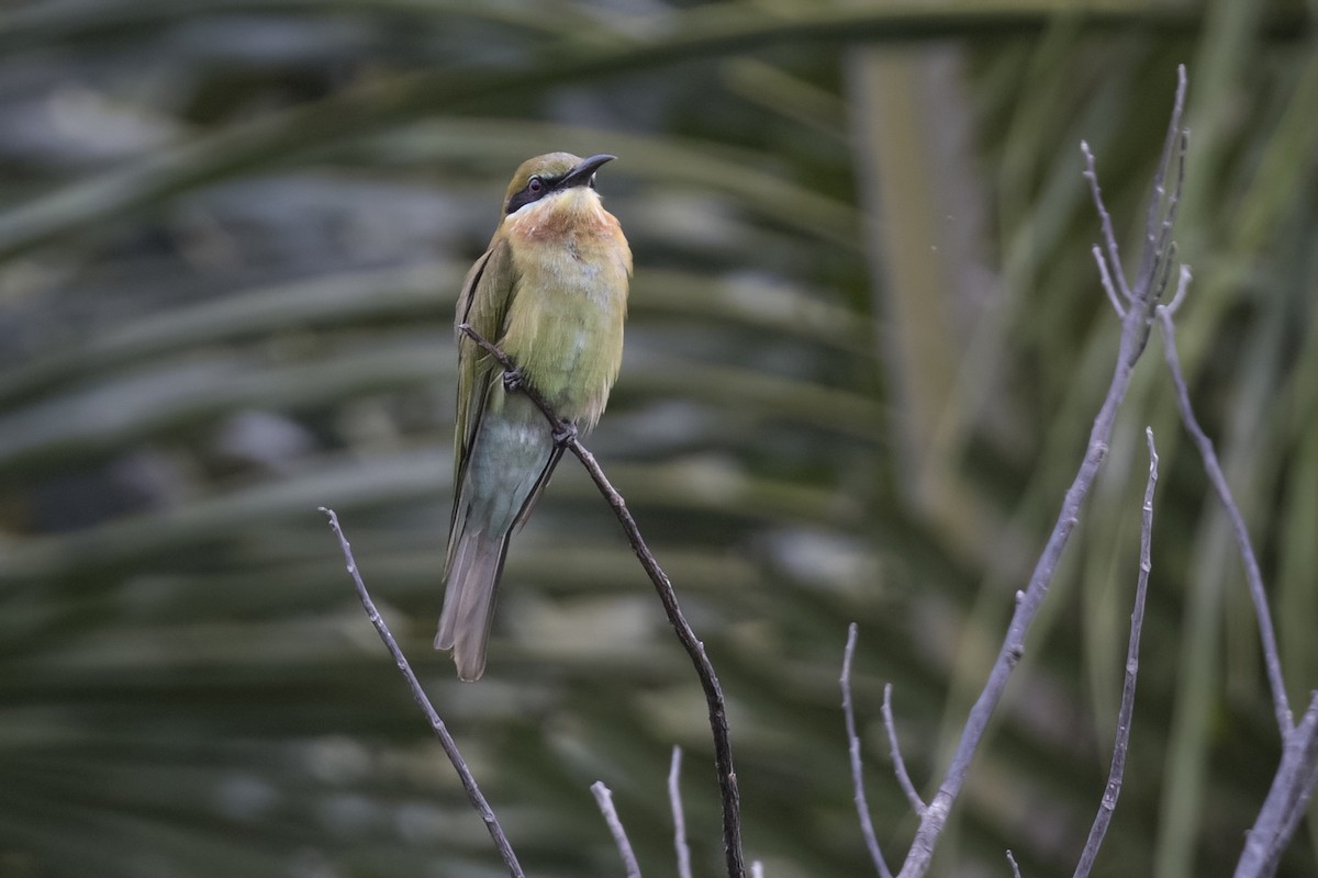 Blue-tailed Bee-eater - Robert Lockett