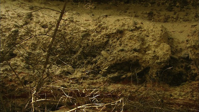 Eastern Phoebe - ML480369