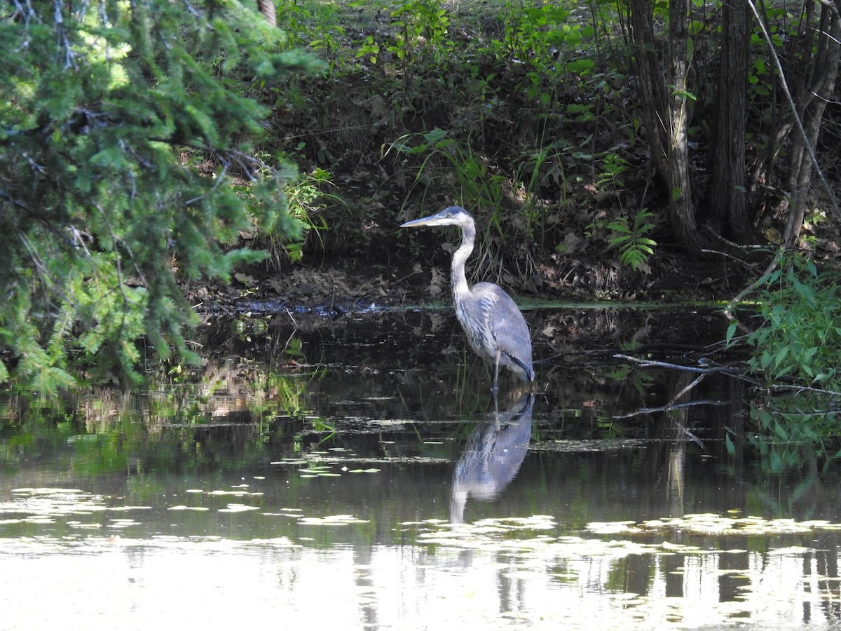 Great Blue Heron - ML480369801