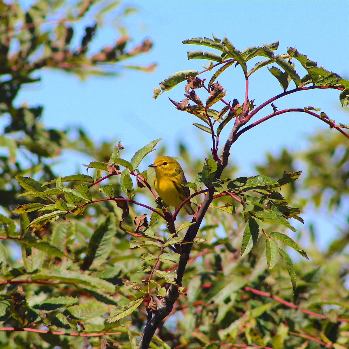 Prairie Warbler - ML480369831