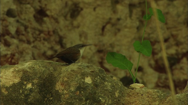 Canyon Wren - ML480370