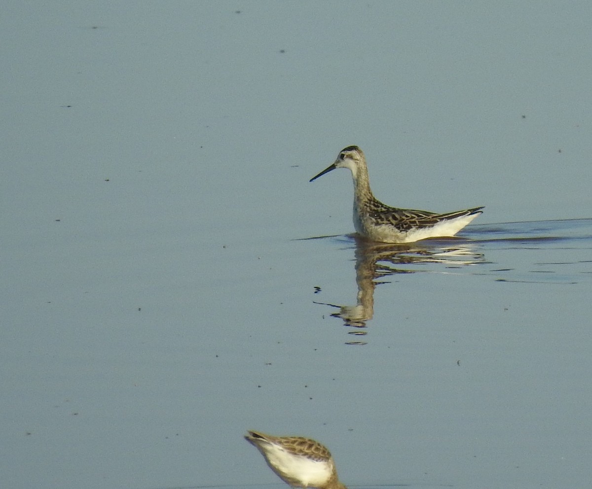 hvithalesvømmesnipe - ML480371181