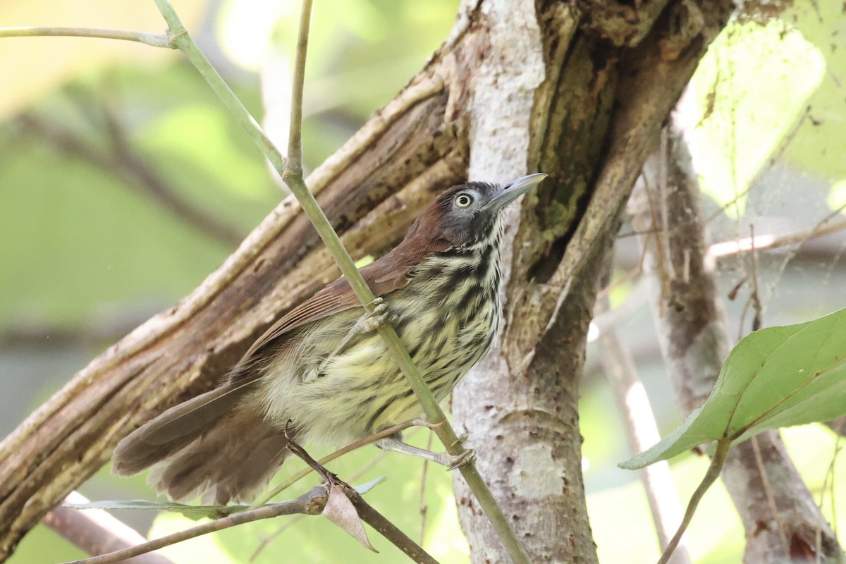 Bold-striped Tit-Babbler - Andrew William