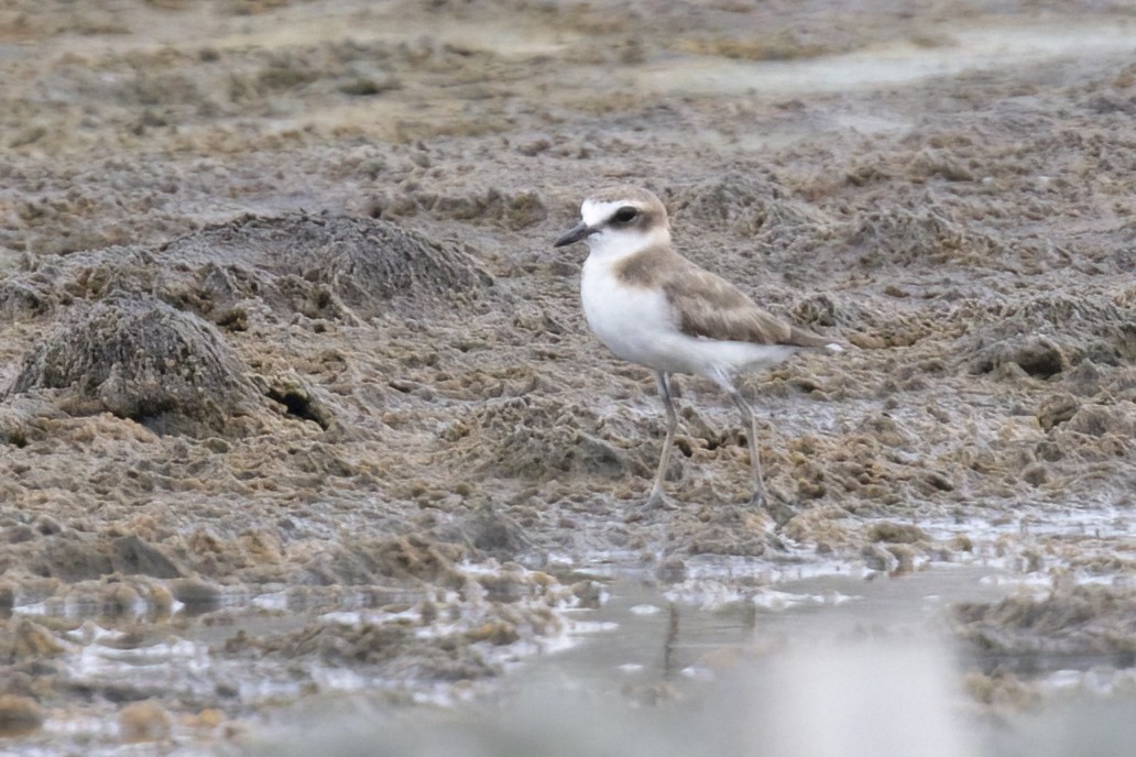 Javan Plover - ML480371791