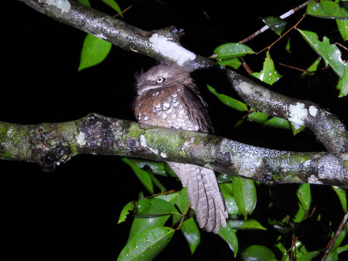 Sunda Frogmouth - Abdul Afiq Abdul Rahman