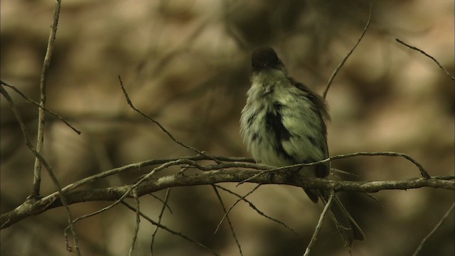 Eastern Phoebe - ML480373