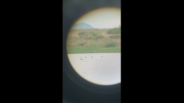 Common Tern - ML480373771