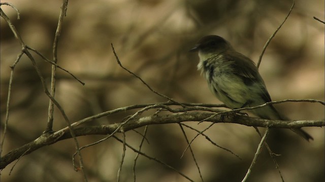 Eastern Phoebe - ML480374